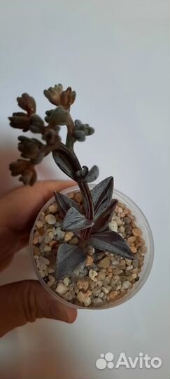 Кактусы и суккуленты