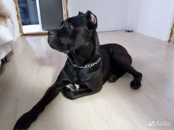 Кобель вязка кане Корсо