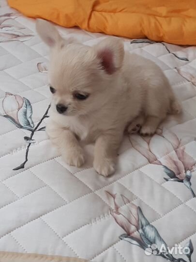 Щенки чихуахуа мальчики