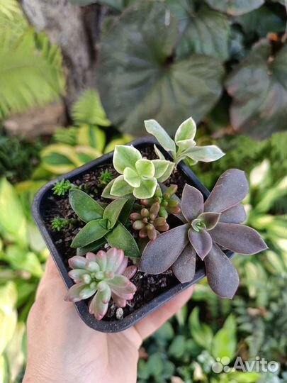 Суккуленты, композиции