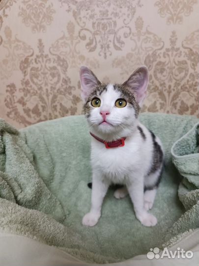Кошка в дар бесплатно
