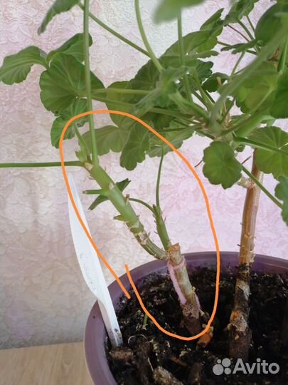 Пеларгония герань