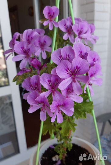 Сортовые пеларгонии (герани)