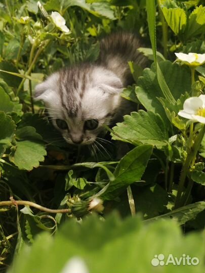 Шотландская