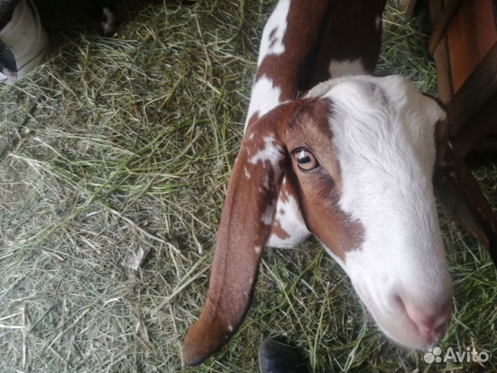 Нубийские козы