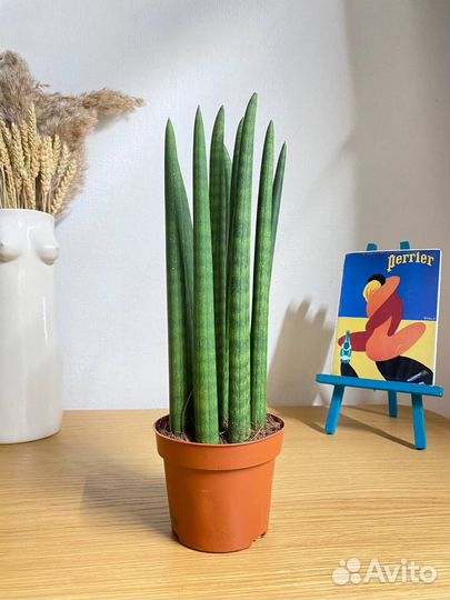 Сансевиерия цилиндрика