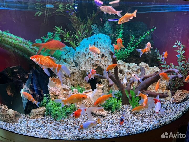 Аквариумные рыбки и растения