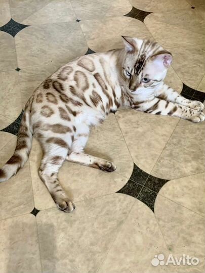 Вязка Бенгальский кот