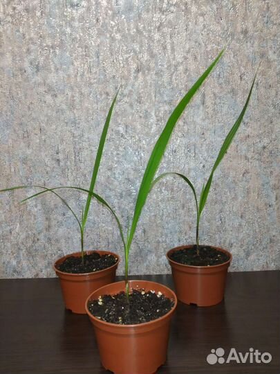 Пальма вашингтония нитеносная