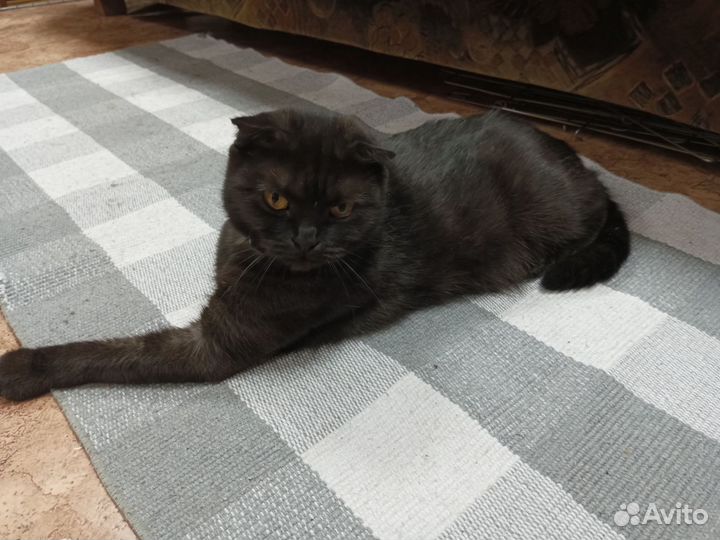 Шотландская вислоухая кошка бесплатно