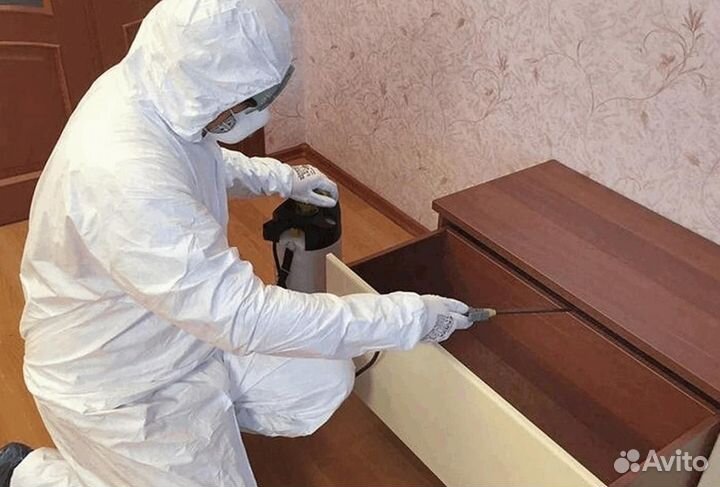 Уничтожение клопов тараканов грызунов