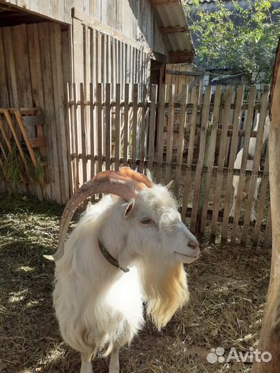 Козел зааненский