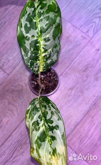 Аглаонемы, филодендроны