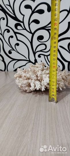 Коралл для аквариума