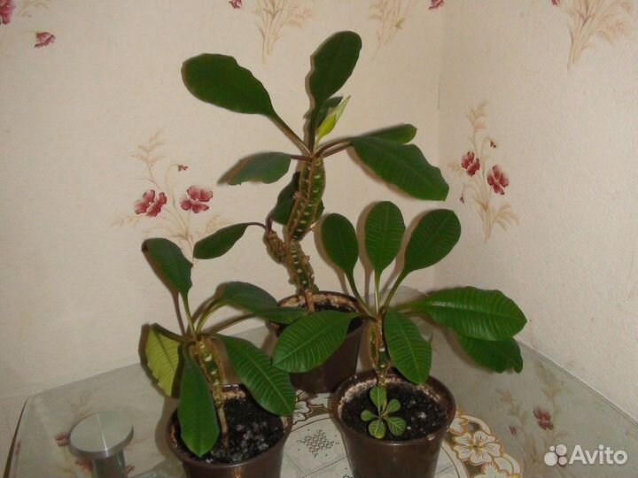 Растение для украшения интерьера