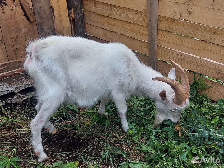 Козел зааненский