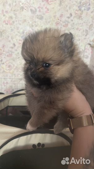 Померанский шпиц