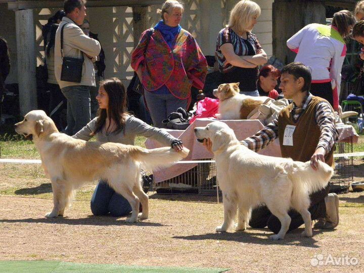 Передержка животных, зооняня, груминг