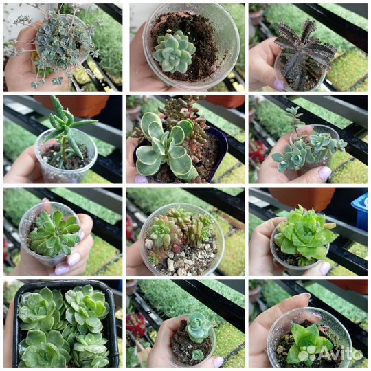 Кактусы и суккуленты