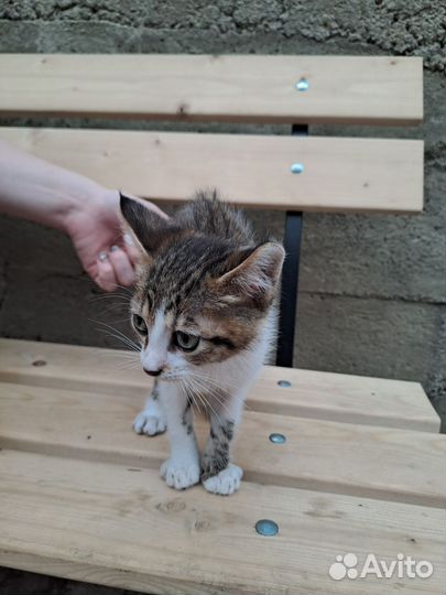 Котёнок-мальчик