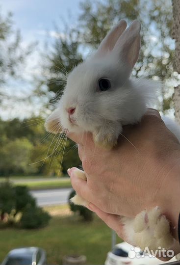 Декоративный белый голубоглазый кролик