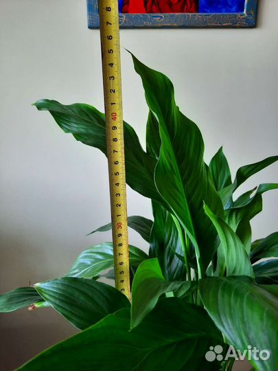 Спатифиллум