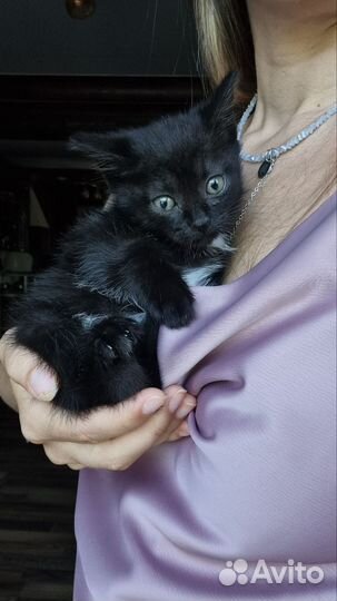 Котёнок мальчик