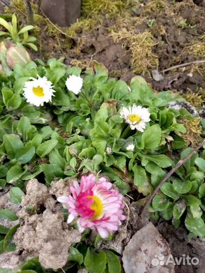 Маргаритки