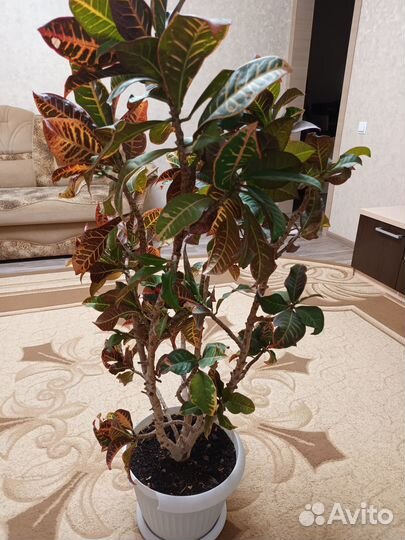 Продам кротон