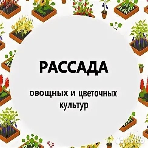 Рассада