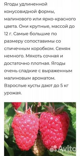 Саженцы малины