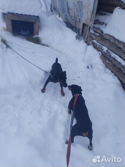 Собаки щенки ягдтерьер