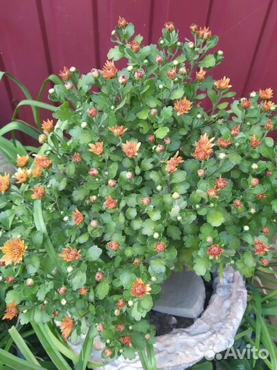 Хризантема