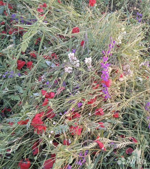 Сено в тюках