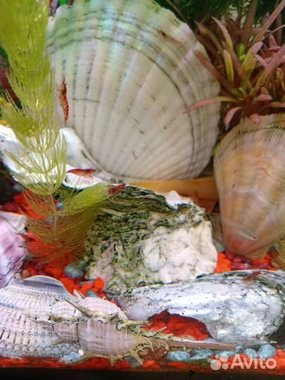 Креветки черри