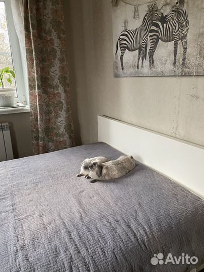 Передержка кроликов