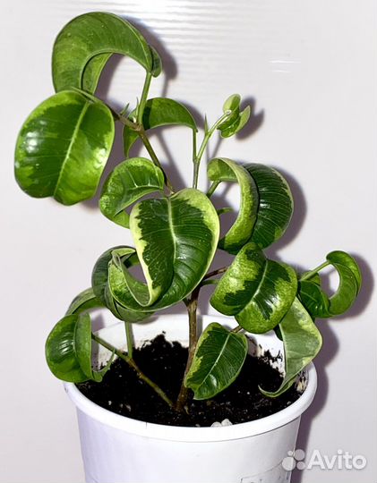 Фикусы Рубигиноза;Ирен;Нина