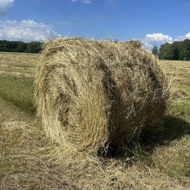 Продам сено в рулонах