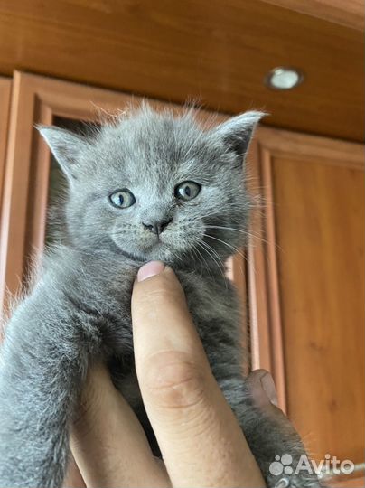 Метисы мейн-куна котята