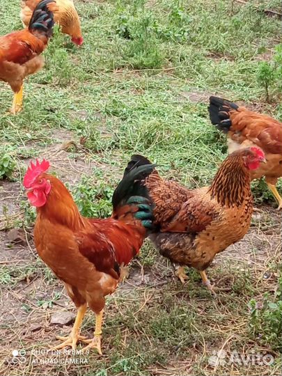 Яйца домашние