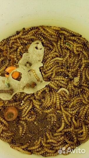 Зоофобас,мучной червь