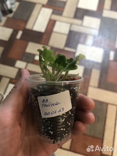 Фиалки 21,22 г