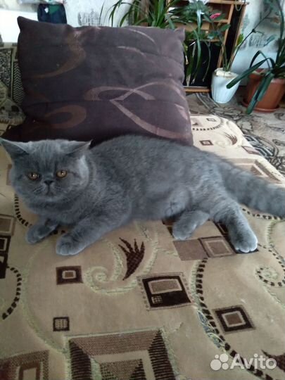 Персидские котята