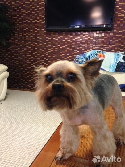 Стрижка животных с выездом на дом