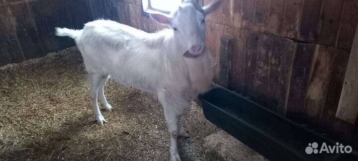 Козел зааненский