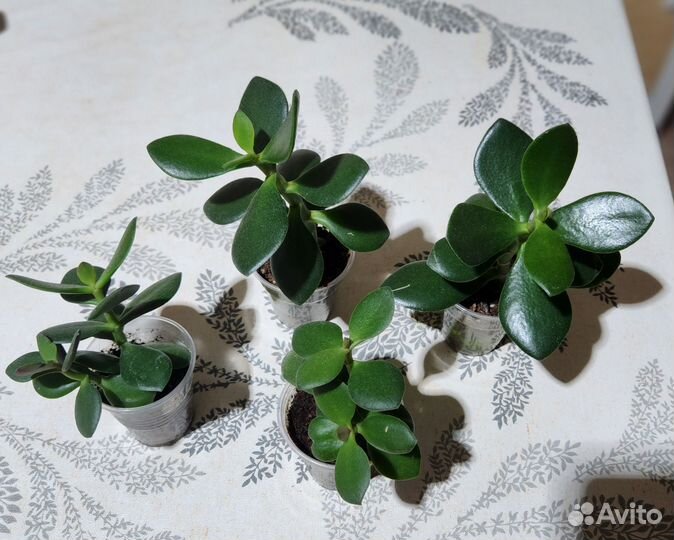 Денежное дерево толстянка крассула