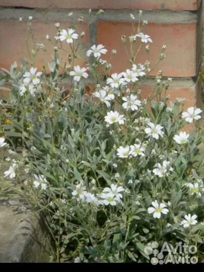 Очиток почвопокровный