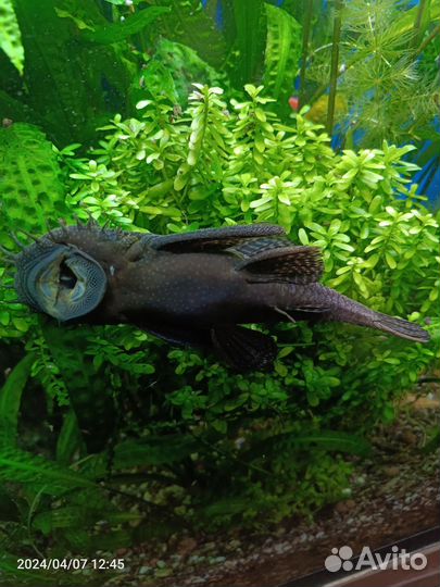 Аквариумные рыбки сомики