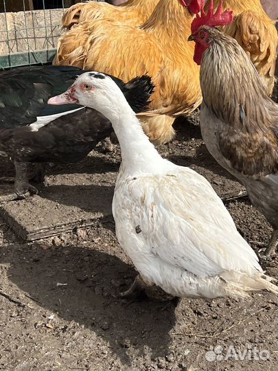 Куры, индоутки