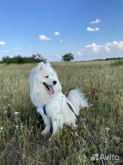 Передержка кошек и собак 